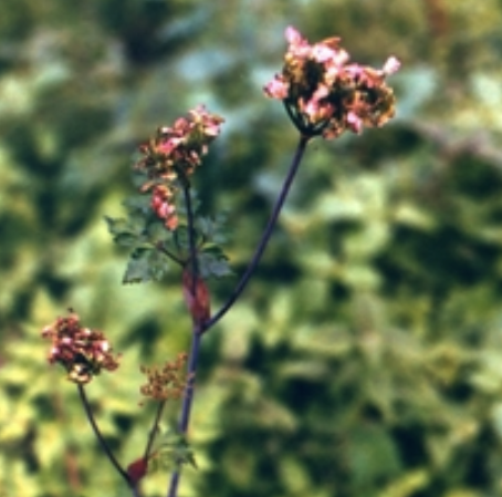 Angelica sinensis (Dang Gui)