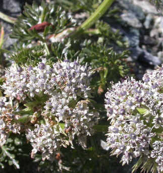 Ligusticum chuanxiong